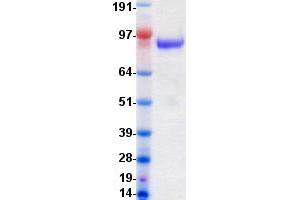 Validation with Western Blot (TEK Protein (DYKDDDDK-His Tag))