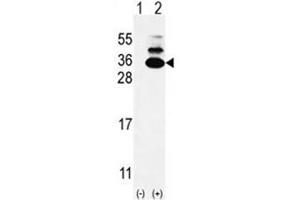 Western Blotting (WB) image for anti-Chromosome 19 Open Reading Frame 50 (C19orf50) (AA 66-95), (Middle Region) antibody (ABIN950811)