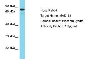 Host: Rabbit Target Name: MAD1L1 Sample Tissue: Human Placenta Antibody Dilution: 1ug/ml (MAD1L1 抗体  (N-Term))