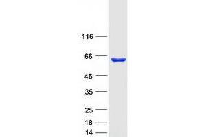 Validation with Western Blot (Asparagine Synthetase Protein (ASNS) (Transcript Variant 2) (Myc-DYKDDDDK Tag))