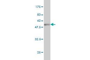 Western Blot detection against Immunogen (40.