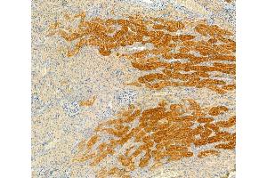 ABIN6260864 and ABIN6266508 at 1/100 staining Rat kidney tissue by IHC-P.