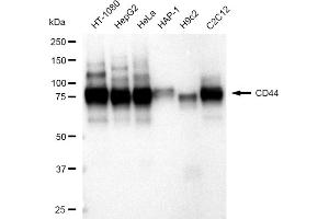 Western blotting analysis using CD44 antibody (ABIN7797972). (Recombinant CD44 抗体)