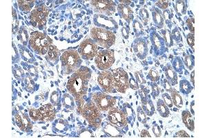 ASS1 antibody was used for immunohistochemistry at a concentration of 4-8 ug/ml to stain Epithelial cells of renal tubule (arrows) in Human Kidney. (ASS1 抗体  (N-Term))