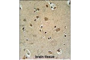TRIM50 Antibody (C-term) (ABIN651824 and ABIN2840415) immunohistochemistry analysis in formalin fixed and paraffin embedded human brain tissue followed by peroxidase conjugation of the secondary antibody and DAB staining. (TRIM50 抗体  (C-Term))