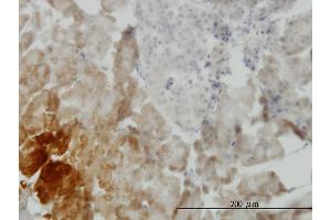 Immunoperoxidase of monoclonal antibody to GDF11 on formalin-fixed paraffin-embedded human pancreas. (GDF11 抗体  (AA 310-407))