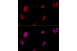 Immunofluorescence (IF) image for anti-Polypyrimidine Tract Binding Protein 1 (PTBP1) (AA 1-290) antibody (ABIN3022618)