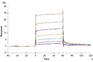 Surface Plasmon Resonance (SPR) image for Colony Stimulating Factor 1 (Macrophage) (CSF1) (AA 33-255) protein (His tag) (ABIN7274421)