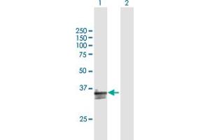 Western Blot analysis of CD300A expression in transfected 293T cell line by CD300A MaxPab polyclonal antibody. (CD300a 抗体  (AA 1-299))