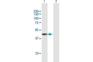 Western Blot analysis of BCKDK expression in transfected 293T cell line by BCKDK MaxPab polyclonal antibody. (BCKDK 抗体  (AA 1-412))
