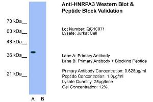 Host:  Rabbit  Target Name:  HNRPA3  Sample Type:  Jurkat  Lane A:  Primary Antibody  Lane B:  Primary Antibody + Blocking Peptide  Primary Antibody Concentration:  0. (HNRNPA3 抗体  (N-Term))