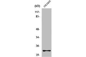 Western Blot analysis of A549 cells using Rho D Polyclonal Antibody (RHOD 抗体  (Internal Region))