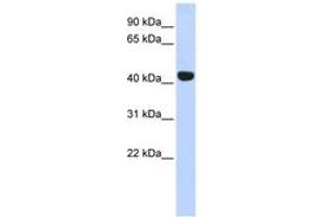 Image no. 1 for anti-Egl-9 Family Hypoxia Inducible Factor 2 (EGLN2) (C-Term) antibody (ABIN6742905) (PHD1 抗体  (C-Term))