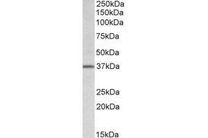 Western Blotting (WB) image for anti-Transcription Factor B2, Mitochondrial (TFB2M) (Internal Region) antibody (ABIN2464480) (TFB2M 抗体  (Internal Region))