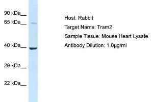 Host: Rabbit Target Name: Tram2 Sample Type: Mouse Heart lysates Antibody Dilution: 1. (TRAM2 抗体  (C-Term))