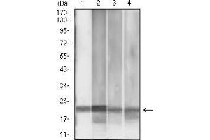 Western blot analysis using MGMT mouse mAb against MCF-7 (1), Jurkat (2), HepG2 (3), and PC-3 (4) cell lysate. (MGMT 抗体  (AA 32-210))