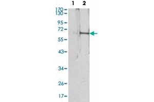 Western blot analysis using EPO monoclonal antibody, clone 4F11  against HEK293 (1) and EPO-hIgGFc transfected HEK293 (2) cell lysate.