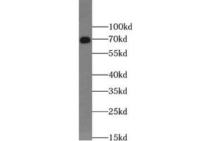 Western blot analysis of HepG2 cells subjected to SDS PAGE using VANGL2 antibody (1/1000). (VANGL2 抗体)