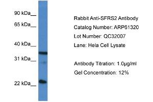 Western Blotting (WB) image for anti-serine/arginine-Rich Splicing Factor 2 (SRSF2) (C-Term) antibody (ABIN2788766) (SRSF2 抗体  (C-Term))