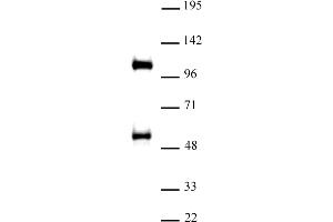 TAZ / WWTR1 antibody (pAb) tested by Western blot Nuclear extract of A-431 cells (30 μg) probed with TAZ / WWTR1 antibody (1:500).