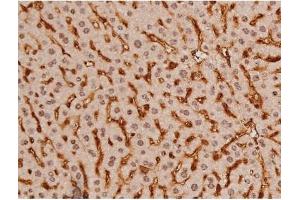 ABIN6269133 at 1/200 staining Mouse liver tissue sections by IHC-P. (KIT 抗体  (Internal Region))