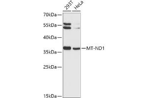 Western blot analysis of extracts of various cell lines, using MT-ND1 antibody (ABIN1680918, ABIN3019409, ABIN3019410 and ABIN6220887) at 1:1000 dilution. (MT-ND1 抗体  (AA 1-100))