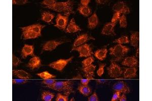 Immunofluorescence analysis of C6 cells using PTCD1 Polyclonal Antibody at dilution of 1:100. (PTCD1 抗体)