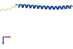 Heat Shock Factor Binding Protein 1-Like 1 (HSBP1L1) (AA 1-72) protein (Fc Tag)