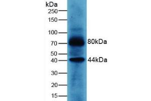 Western blot analysis of Human MCF7 Cells. (WNT3A 抗体  (AA 19-352))