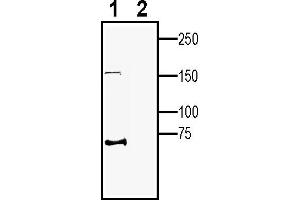 Western blot analysis of human SH-SY5Y neuroblastoma cell line lysates:1.