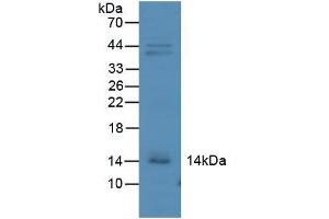 Figure. (CXCL10 抗体  (AA 22-98))