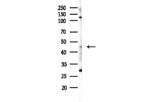 Western blot analysis of lysates from RAW264.