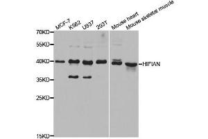 Western blot analysis of extracts of various cell lines, using HIF1AN antibody.