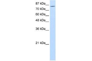 WB Suggested Anti-MCM7 Antibody Titration:  1. (MCM7 抗体  (Middle Region))