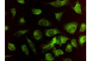 Immunofluorescence of monoclonal antibody to HMOX2 on HeLa cell. (HMOX2 抗体  (AA 1-316))