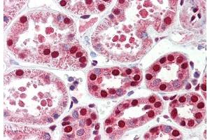 (ABIN768563) (5 μg/mL) staining of paraffin embedded Human Kidney. (C22orf28 抗体  (AA 125-138))