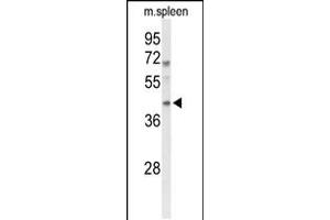 Western blot analysis of MAFA Antibody in mouse spleen tissue lysates (35ug/lane) (MAFA 抗体  (AA 203-231))