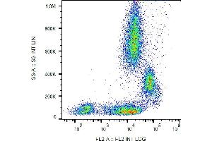 Flow cytometry analysis (surface staining) of human peripheral blood with anti-human CD31 (MEM-05) PE. (CD31 抗体  (PE))