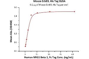 Immobilized Mouse ErbB3, His Tag (ABIN6973047) at 2 μg/mL (100 μL/well) can bind Human NRG1 Beta 1, Fc Tag (ABIN6973185) with a linear range of 0. (ERBB3 Protein (AA 20-641) (His tag))