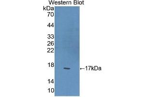 Western Blotting (WB) image for anti-Peroxisome Proliferator-Activated Receptor gamma (PPARG) (AA 149-273) antibody (ABIN3207604) (PPARG 抗体  (AA 149-273))