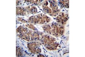 Immunohistochemistry analysis in formalin fixed and paraffin embedded human stomach tissue reacted with PCDHGC5 Antibody (Center) followed by peroxidase conjugation of the secondary antibody and DAB staining. (PCDHGC5 抗体  (Middle Region))