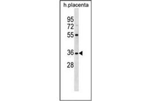 Western blot analysis of OR5AN1 Antibody (C-term) in human placenta tissue lysates (35ug/lane). (OR5AN1 抗体  (C-Term))