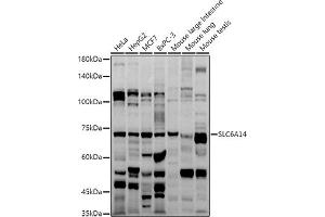 Western blot analysis of extracts of various cell lines, using SLC6 antibody (ABIN6130823, ABIN6148036, ABIN6148037 and ABIN6214884) at 1:1000 dilution. (Slc6a14 抗体  (AA 131-234))