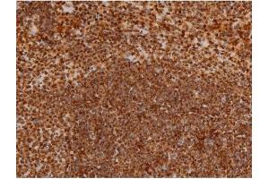 ABIN6267384 at 1/200 staining Mouse spleen tissue sections by IHC-P.