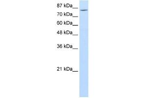 MCM7 antibody used at 1. (MCM7 抗体  (Middle Region))