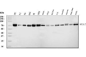Western blot analysis of FACL4/ACSL4 using anti-FACL4/ACSL4 antibody (ABIN7601465).