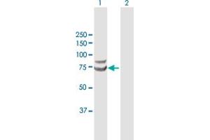 Western Blot analysis of TRIM25 expression in transfected 293T cell line by TRIM25 MaxPab polyclonal antibody. (TRIM25 抗体  (AA 1-630))