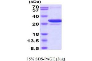 14-3-3 alpha + beta (YWHAB) (AA 1-246) protein (His tag)