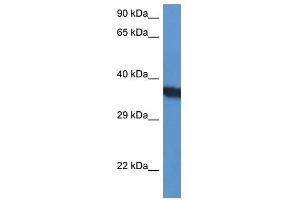 Western Blot showing SURF1 antibody used at a concentration of 1 ug/ml against HepG2 Cell Lysate (SURF1 抗体  (N-Term))