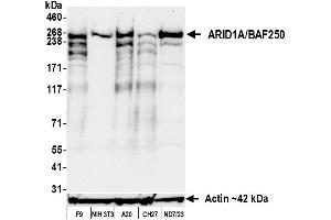 Western Blotting (WB) image for anti-AT Rich Interactive Domain 1A (SWI-Like) (ARID1A) (AA 750-800) antibody (ABIN7795678) (Recombinant ARID1A 抗体  (AA 750-800))